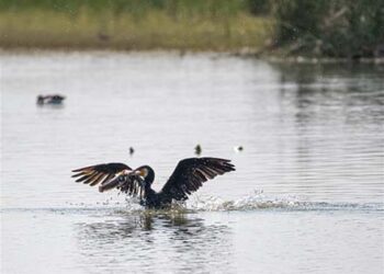 हिन्दुस्तान जिंक ने 13 हेक्टेयर में पारिस्थितिकीय बहाली कर किया दुगुना