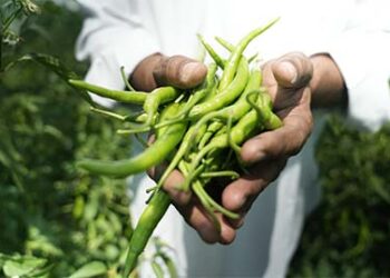 Hind Zinc’s Samadhan Transforms 35,000 Farmer Families Through Sustainable Farming